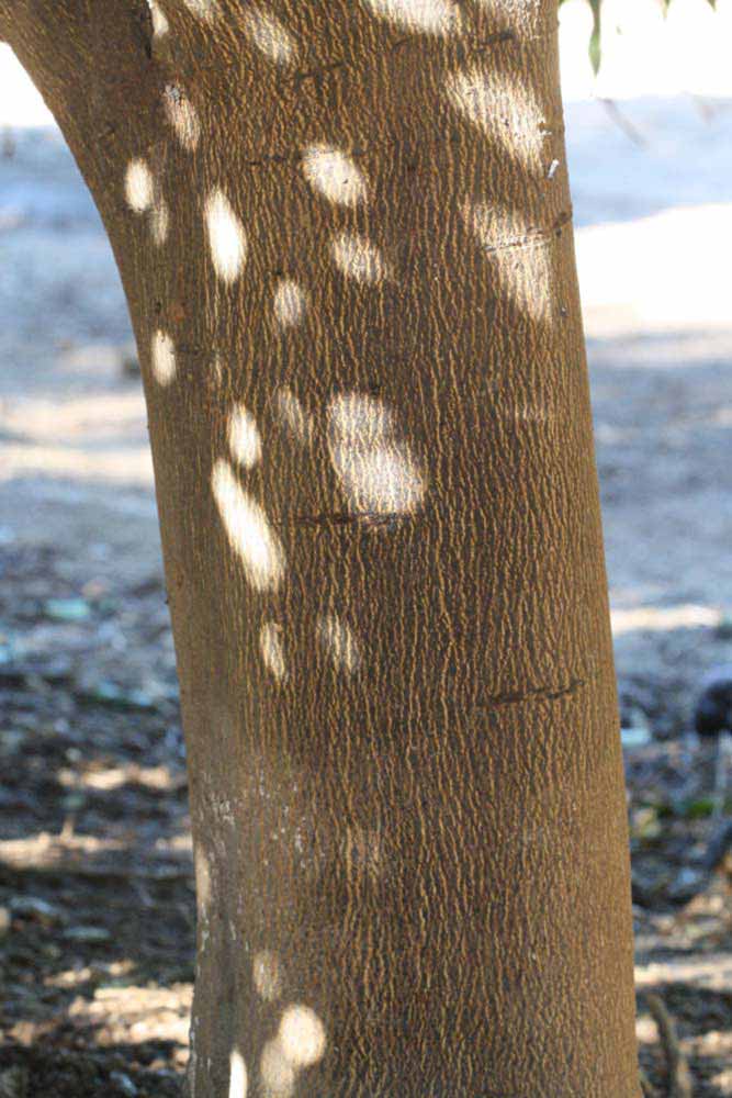              Bark (Riverside, CA)       